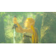 Гра консольна Switch 2 Legend of Zelda: Breath of the Wild, картридж, арт.0045496312664 