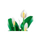 Конструктор LEGO Botanicals Спатифілум, 11504