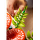 Конструктор LEGO Botanicals Лісові гриби, 11505