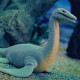 Стретч-іграшка у вигляді тварини серії LEGEND OF ANIMALS – МОРСЬКІ ДОІСТОРИЧНІ ХИЖАКИ (у диспл.), 128/CN22